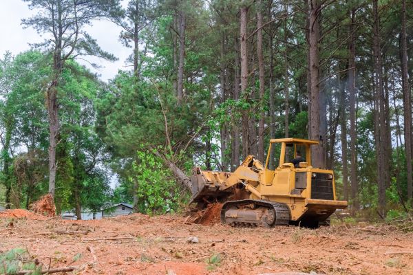 Forestry Clearing in Lockport