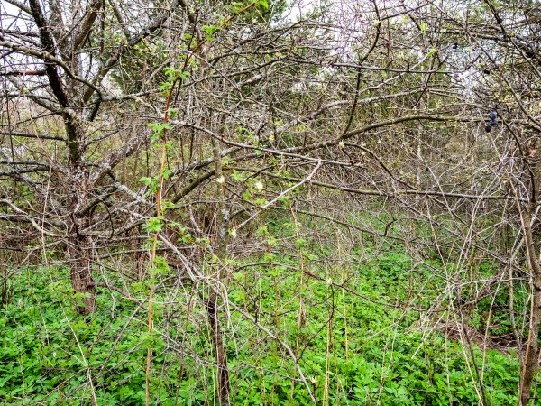 Underbrush Clearing in Lockport